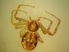 Philodromus sp.